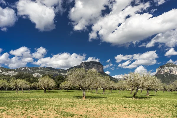 Paisagem Amêndoa Florescente Maiorca Espanha — Fotografia de Stock