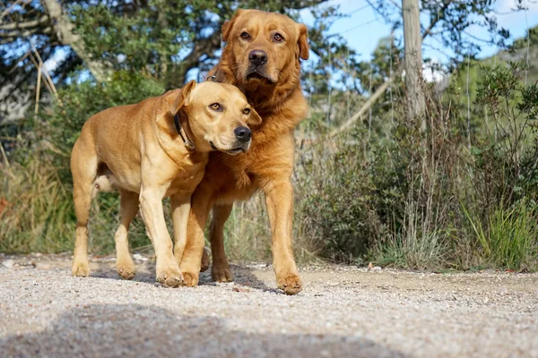 evde beslenen hayvan hayvanlar, kahverengi köpek oynama