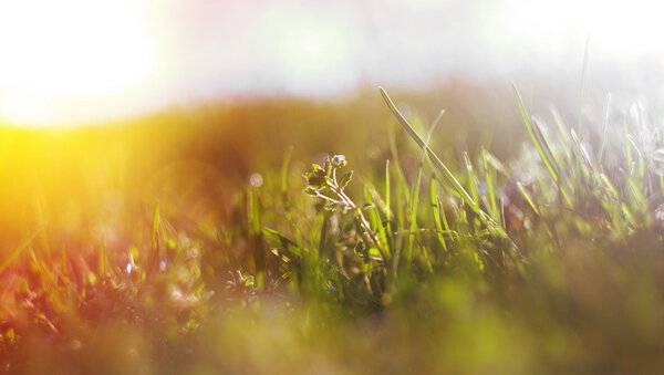 abstract defocused spring grass with sunlight