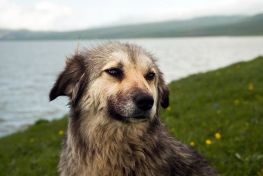 Köpek doğa portresi