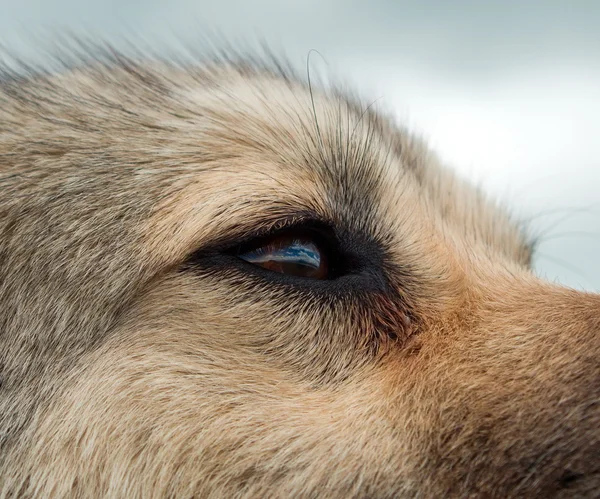 Closeup details of the dog eye