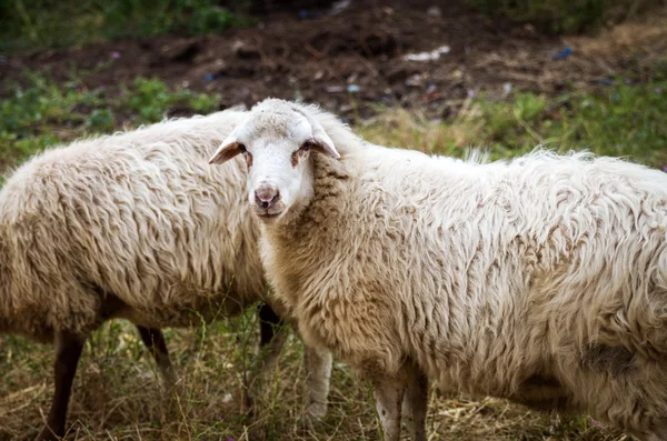 Ovce na farmě v létě — Stock fotografie