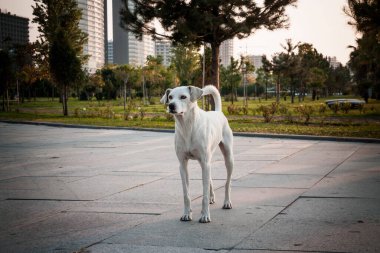 Batumi sokaklarında yalnız bir köpek. Georgia