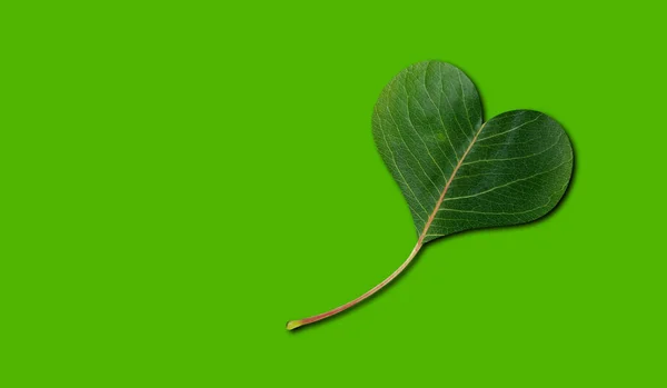 Grünes Öko Blatt Herzform Auf Dem Grün — Stockfoto