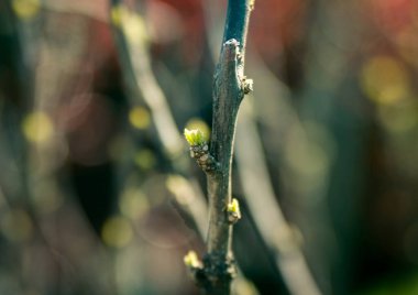 İlkbaharda çiçek açan çiçekler.