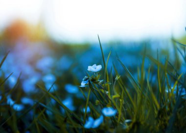 İlkbaharda çiçek açan çiçekler.