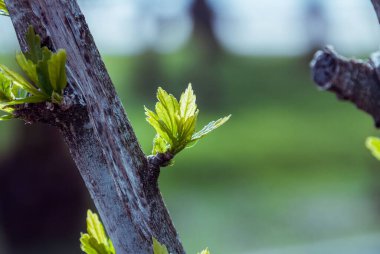 İlkbaharda çiçek açan çiçekler.