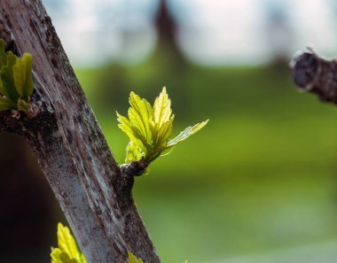 İlkbaharda çiçek açan çiçekler.