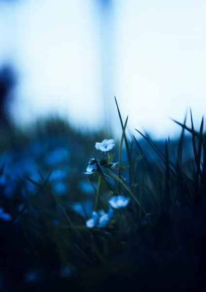 春天的花草特写 — 图库照片