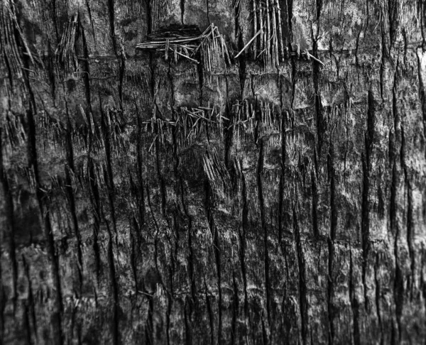 Closeup Wood Texture — Stock Photo, Image