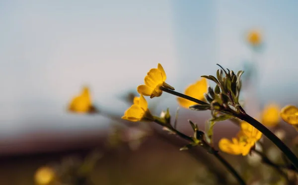 Nahaufnahme Der Blütenflora Frühling — Stockfoto