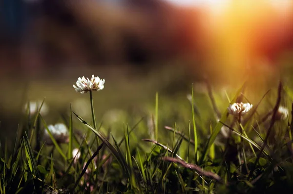 Цветущая Флора Крупным Планом Весной — стоковое фото