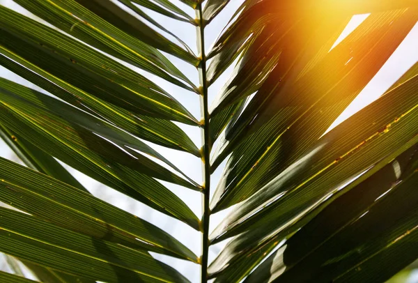 Palmen Nahaufnahme Frühling — Stockfoto