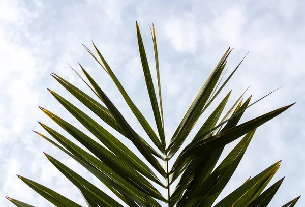 Palmen Nahaufnahme Frühling — Stockfoto