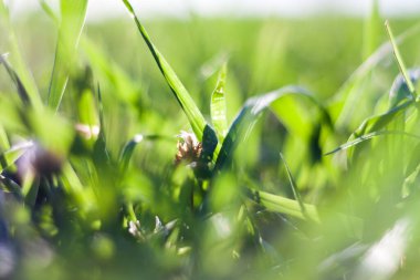 Bokeh 'li soyut yaz otları