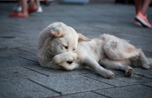 Stray Dog Alone Street — Stock Photo, Image