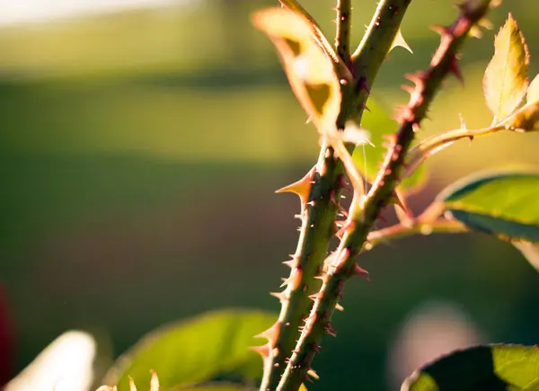 Rose Thorns Closeup Outdoors — Stock Photo, Image