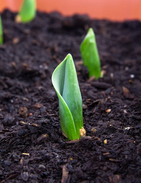 Growing plant — Stock Photo, Image