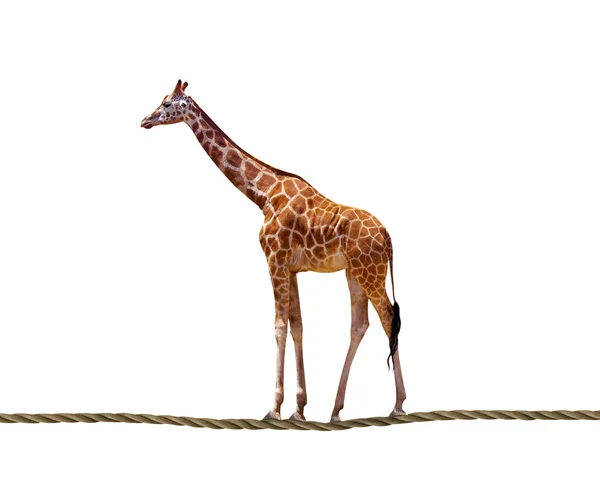 Giraffe — Stock Photo, Image