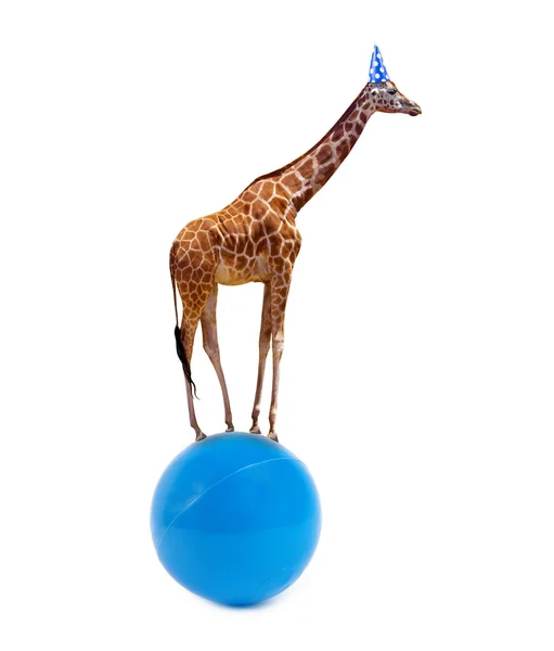 Giraffe — Stock Photo, Image