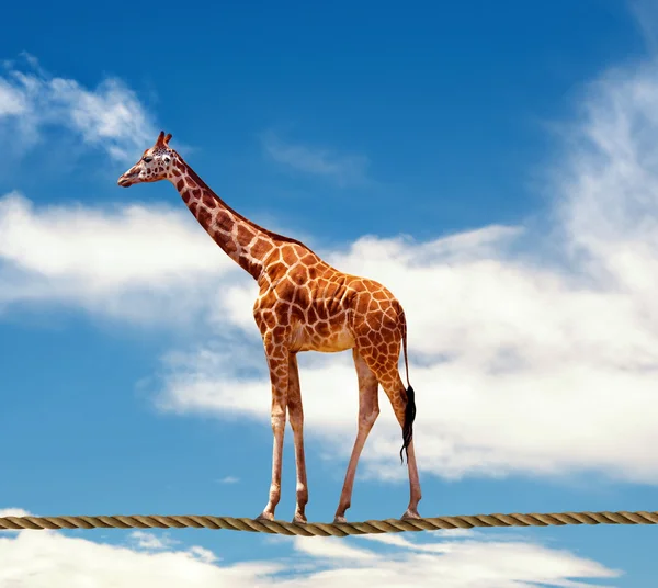 Giraffe — Stock Photo, Image