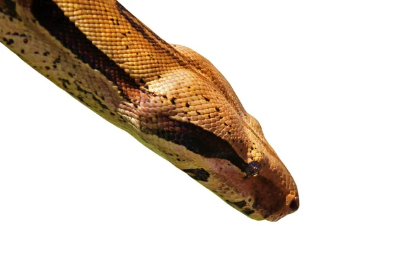 Python の肖像画 — ストック写真