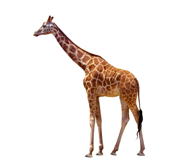 Giraffe — Stockfoto