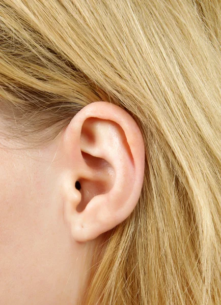 Detailní ucho — Stock fotografie