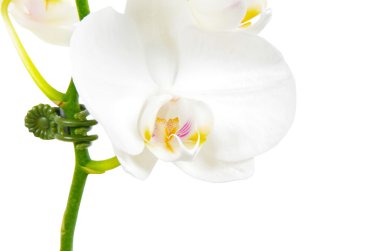 orkide