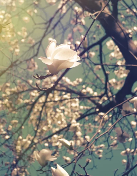 Blossom — Stock Photo, Image