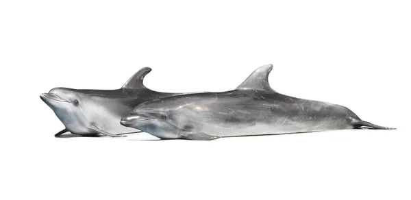 白海豚 — 图库照片