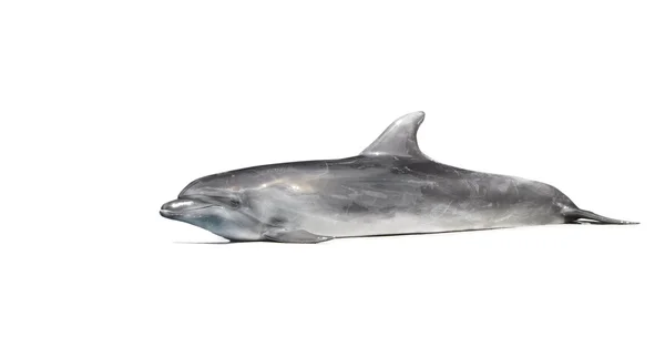 白海豚 — 图库照片