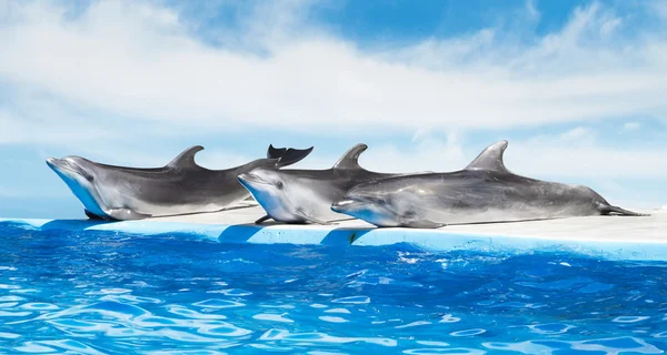 海豚在游泳池里 — 图库照片