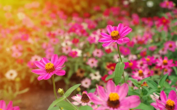 Frühlingsblumen — Stockfoto