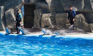 Batumi dolphinarium clipart