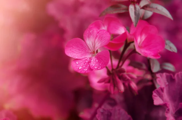 Flores de primavera —  Fotos de Stock