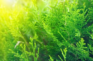 soyut ağaçlar portre