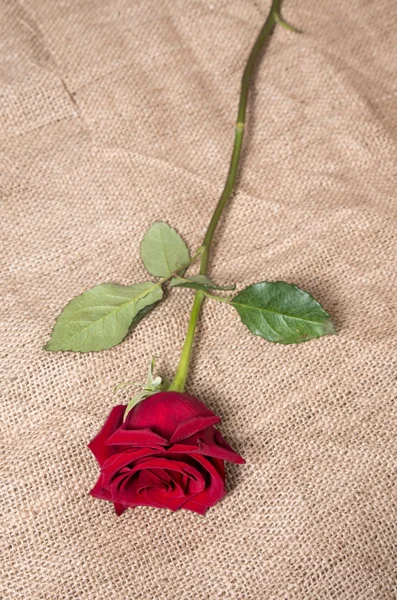 Red roses closeup — Stock Photo, Image