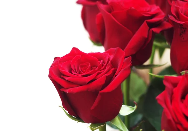 Red roses closeup Stock Picture