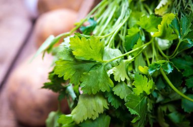 Yeşil kişniş portre