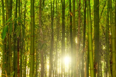 Bambu ormanı.