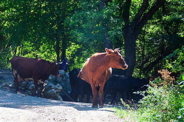 Wilde Braune Kuh Mit Hörnern Der Nähe Des Frühlings Einem — Stockfoto