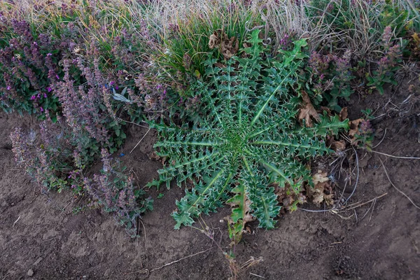 Uçurumun kenarında büyük yuvarlak bir bitki