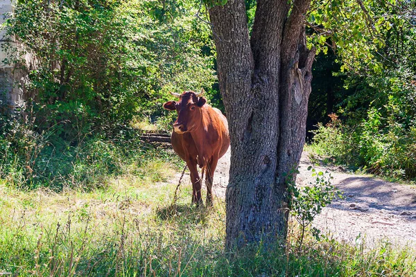 Güneşli bir günde boynuzlu vahşi kahverengi inek.