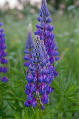 mor lupinus alanı kapat