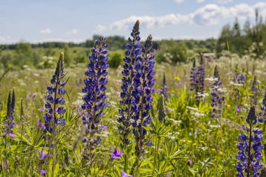 mor lupinus alanı kapat