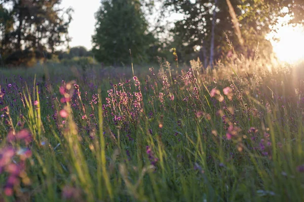 Fireweed πεδίο φυτό με ροζ λουλούδια — Φωτογραφία Αρχείου