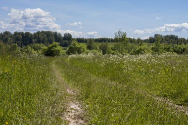 Ormanın yanındaki yeşil bir yaz tarlasında yol.