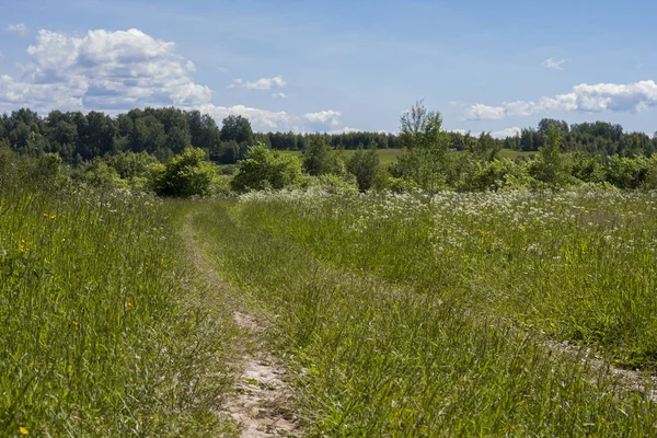 Ormanın yanındaki yeşil bir yaz tarlasında yol.