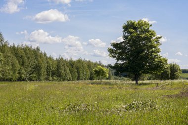 Tarla ve orman arasındaki sınır